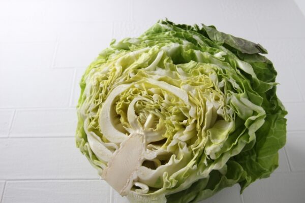 春キャベツ